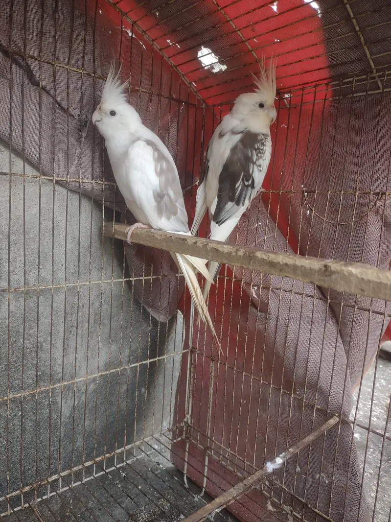 Cocktail paire for sale with cage — photo 4