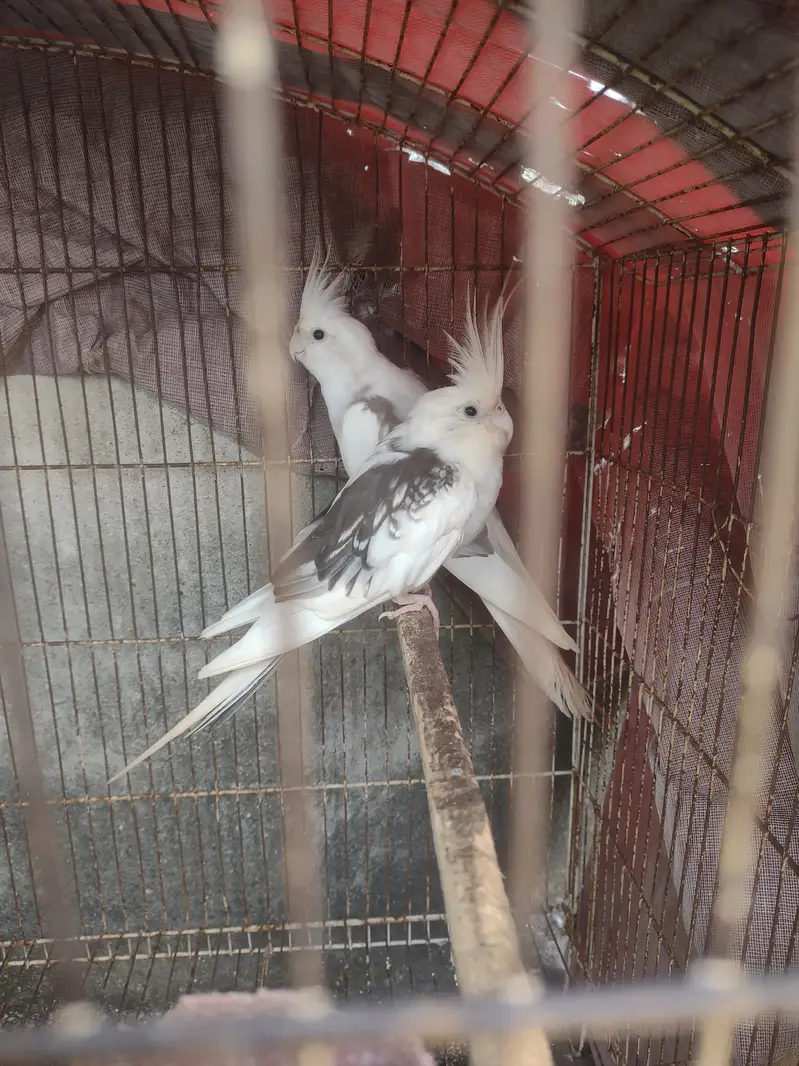 Cocktail paire for sale with cage — photo 5