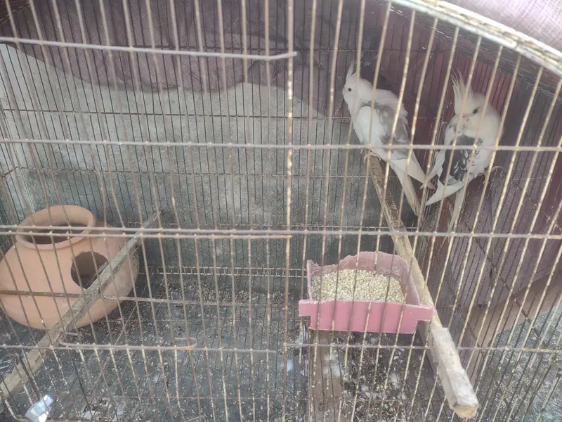 Cocktail paire for sale with cage — photo 6