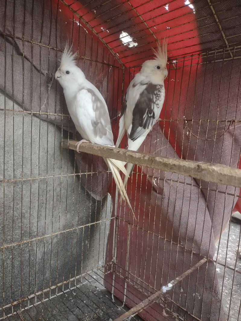 Cocktail paire for sale with cage — photo 7