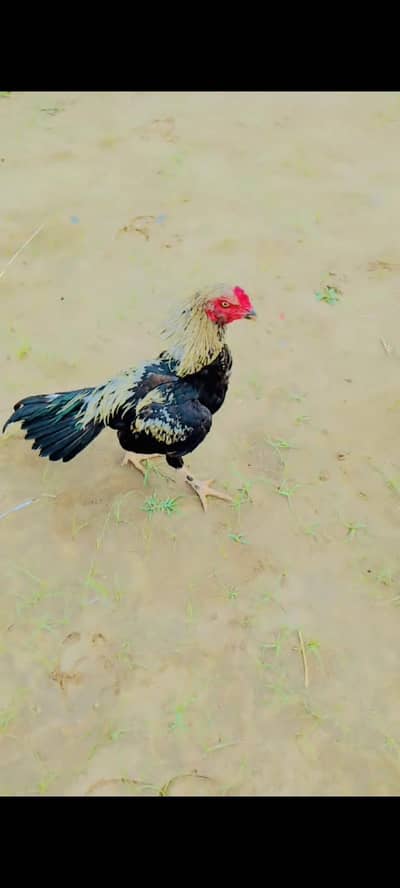 Assel murga