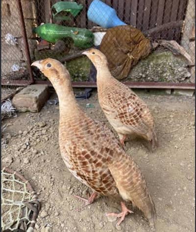 Irani breader pair full helathy active king size pure irani