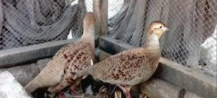 Irani breader pair full helathy active king size pure irani — photo 2