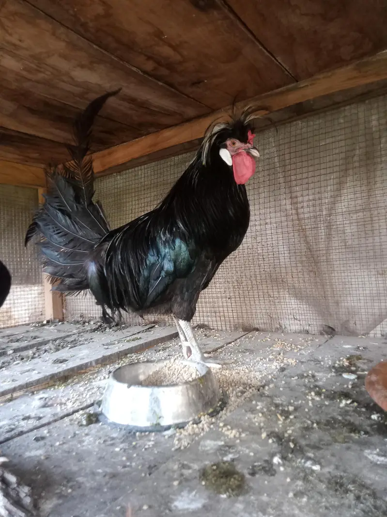 Hen Black Polish Breeder Male — photo 2