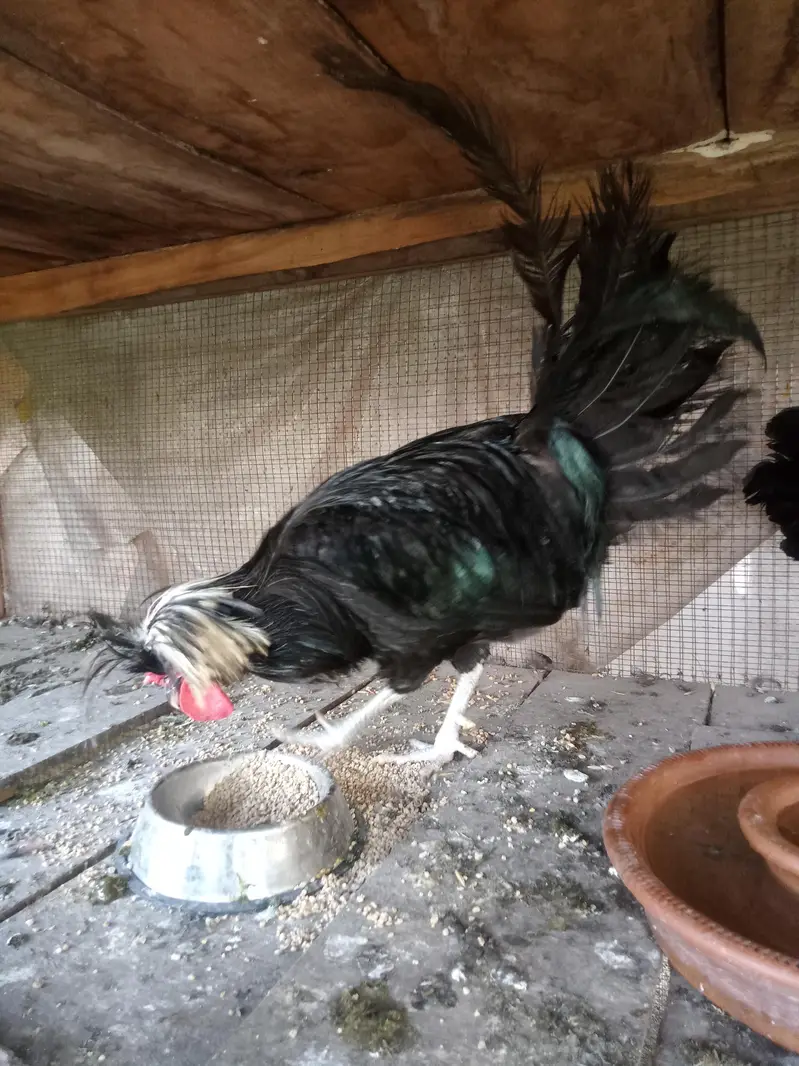 Hen Black Polish Breeder Male — photo 3