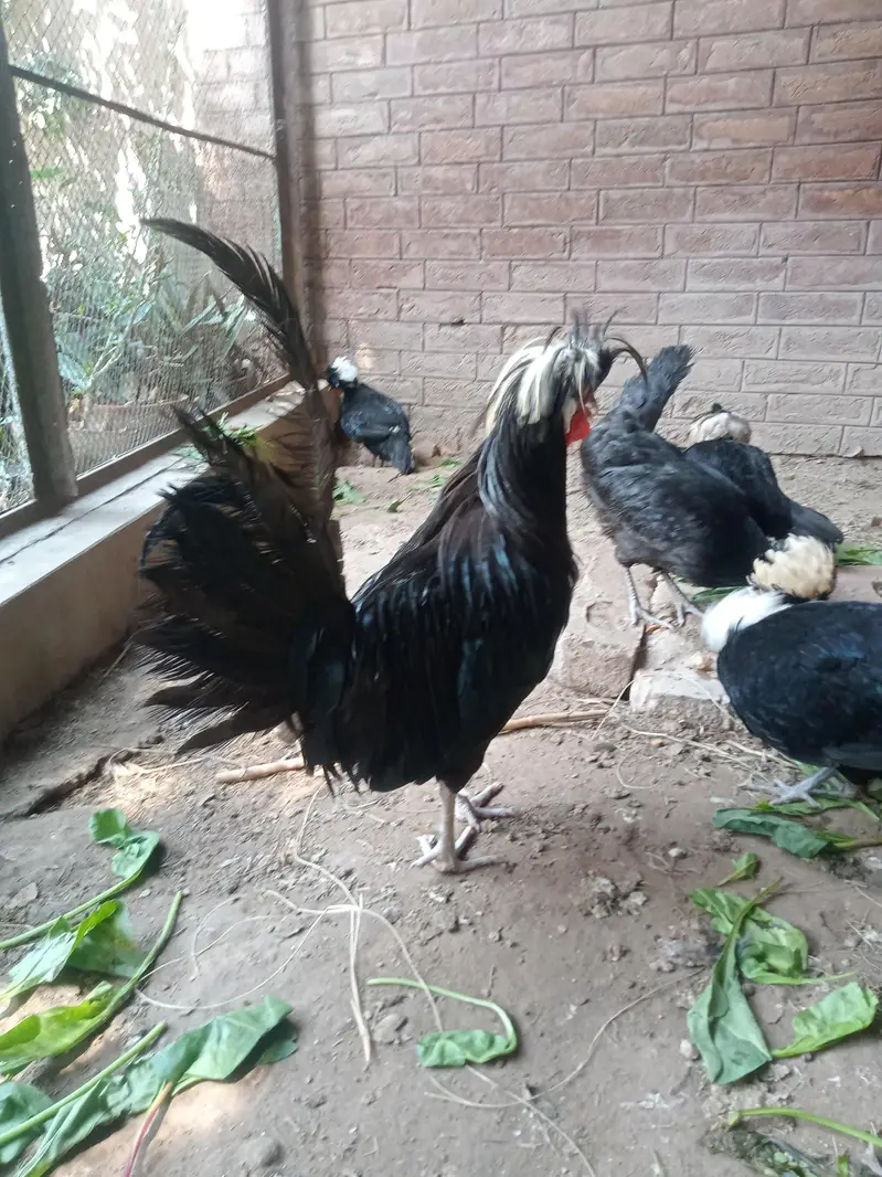 Hen Black Polish Breeder Male — photo 4