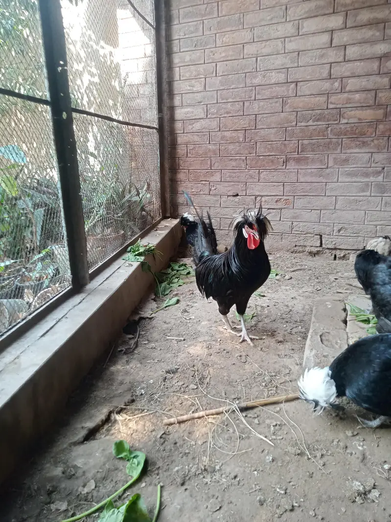 Hen Black Polish Breeder Male — photo 5