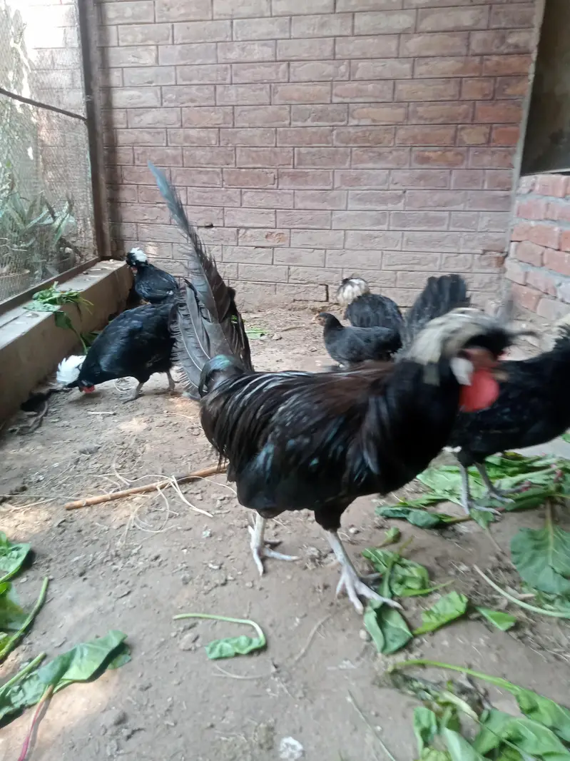 Hen Black Polish Breeder Male — photo 6