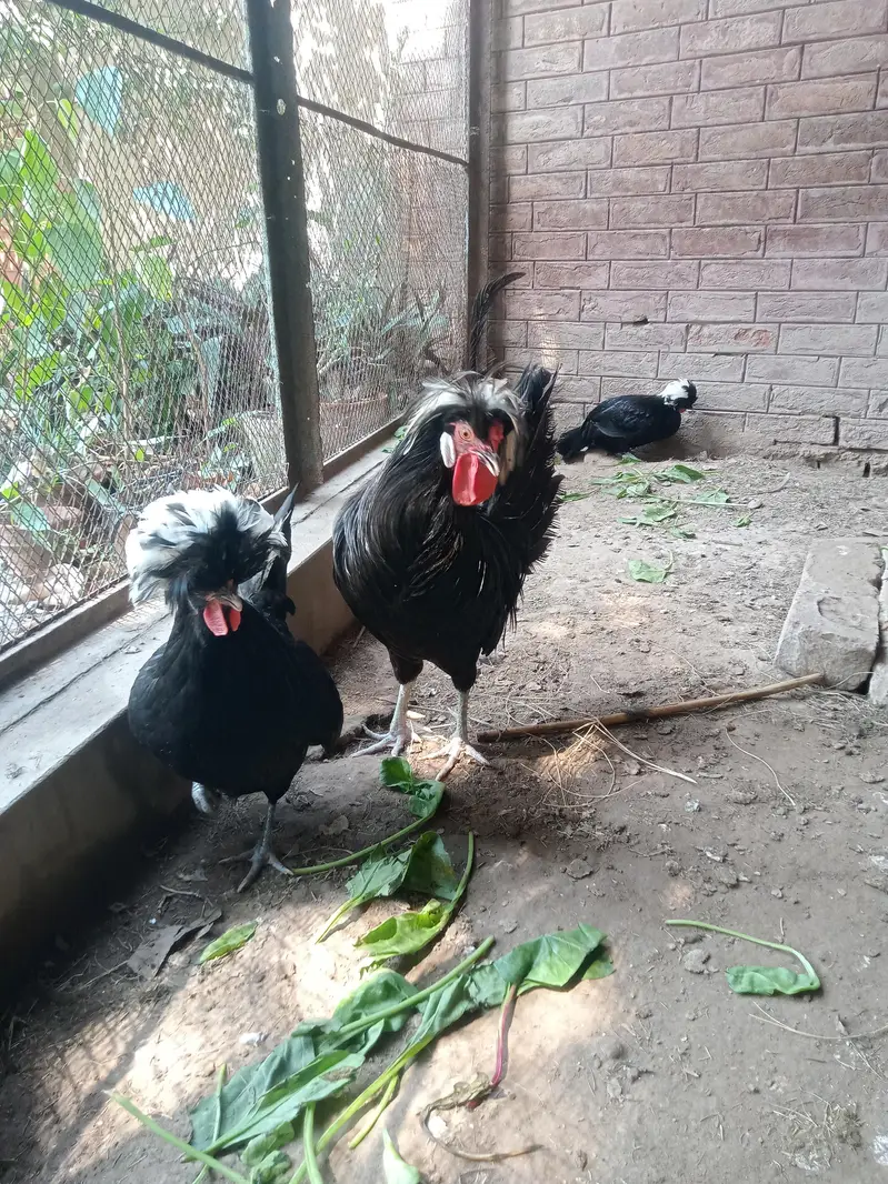 Hen Black Polish Breeder Male — photo 7