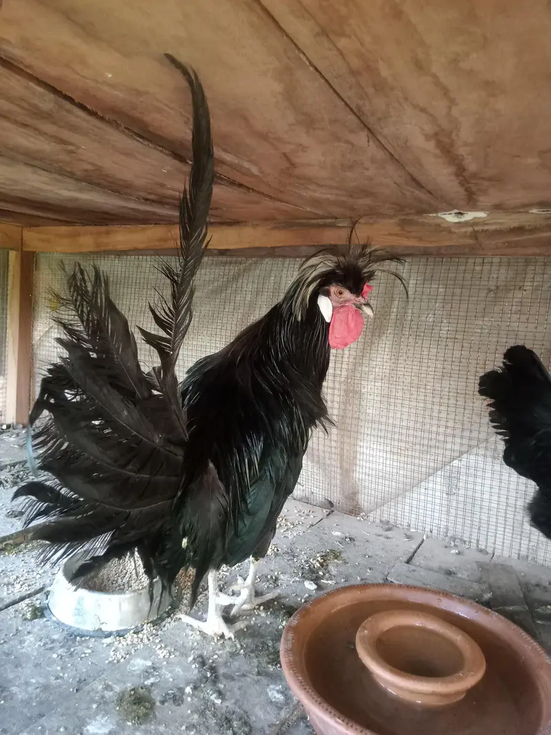 Hen Black Polish Breeder Male — photo 8