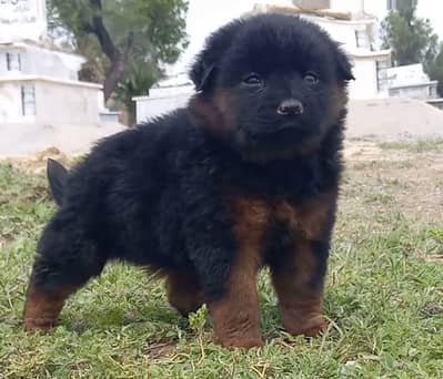 german shepherd puppies for sale