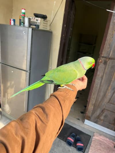 Green tamed parrot / talking gani parrot