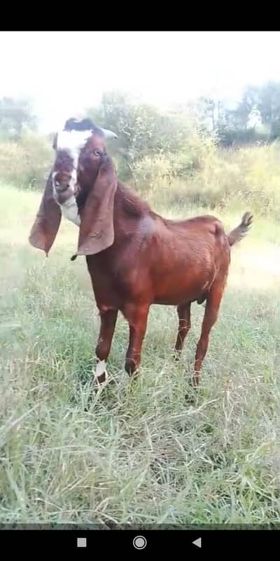 Ghar Ka Bakra ha 11 1130 month ka