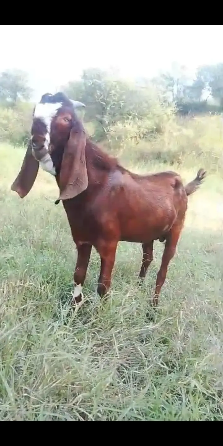Ghar Ka Bakra ha 11 1130 month ka — photo 2