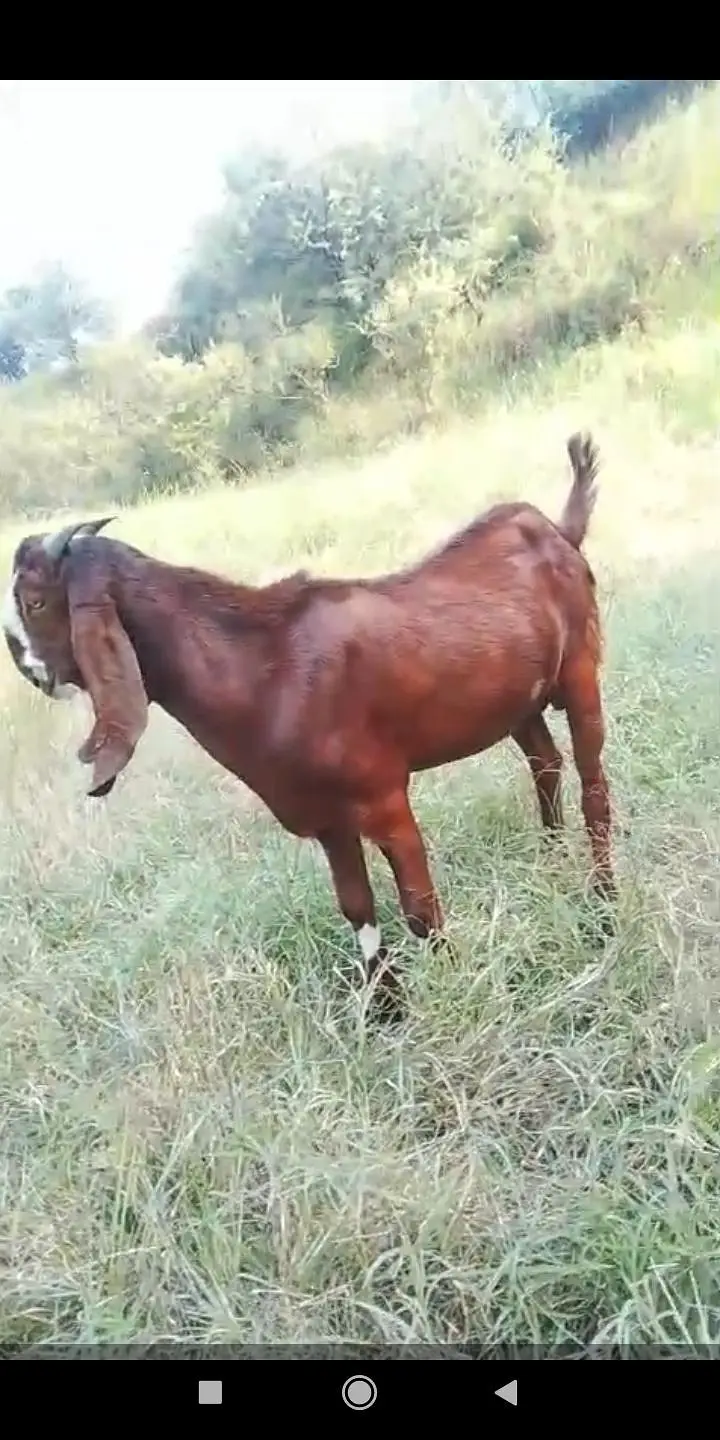 Ghar Ka Bakra ha 11 1130 month ka — photo 3