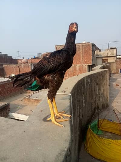 HINT X VEIT aseel KHARDUMBA PATHA URGENT SALE