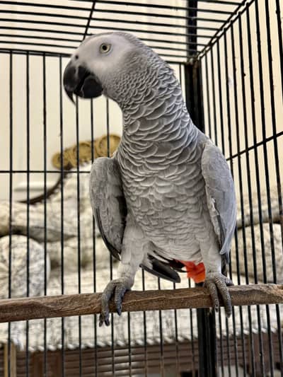 African Grey Full size female with DNA report, 7 years age MaShaAllah