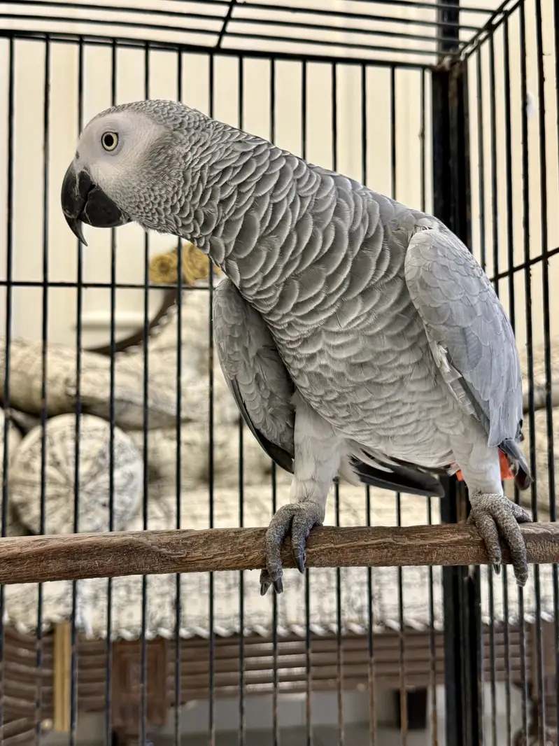 African Grey Full size female with DNA report, 7 years age MaShaAllah — photo 2