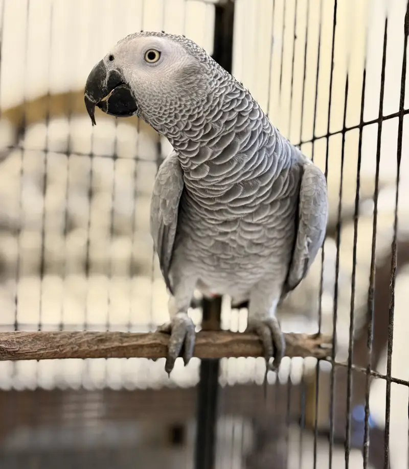 African Grey Full size female with DNA report, 7 years age MaShaAllah — photo 3