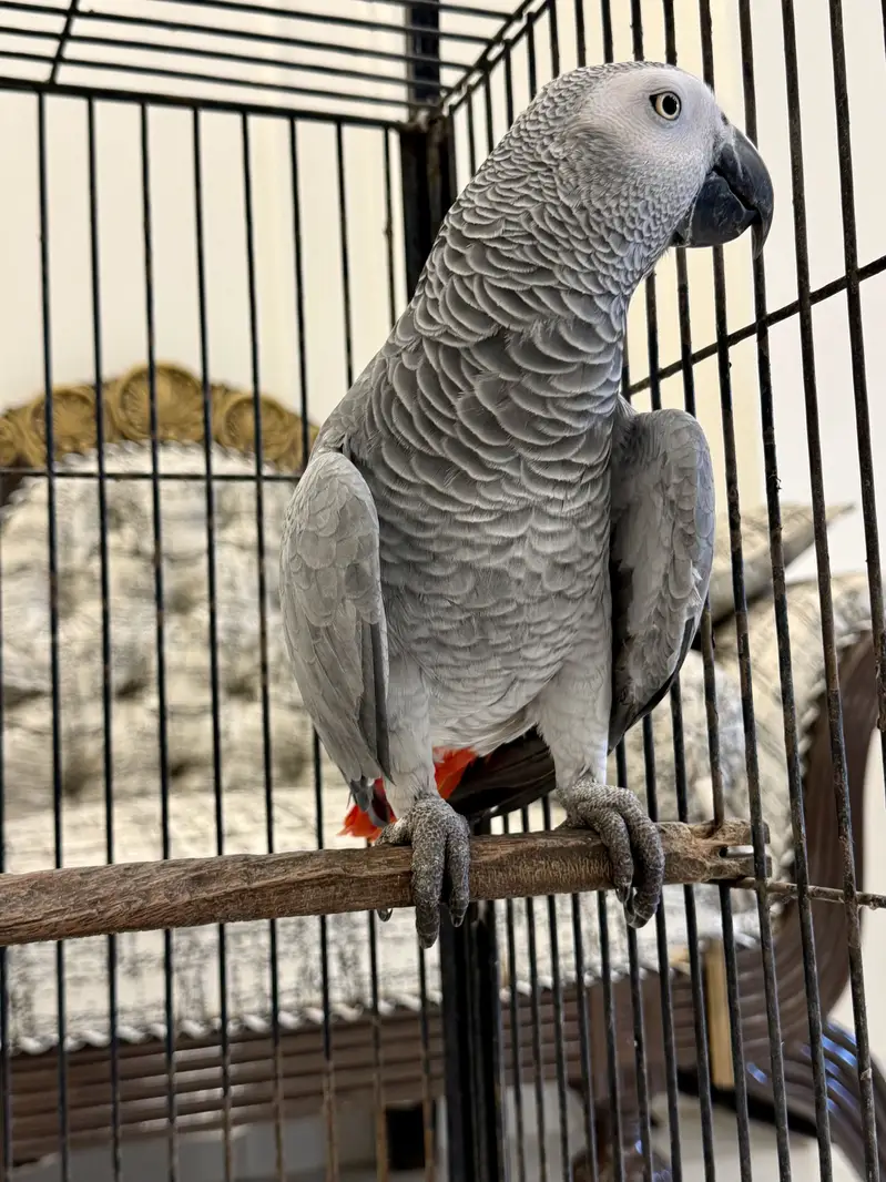 African Grey Full size female with DNA report, 7 years age MaShaAllah — photo 4