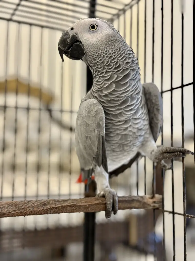 African Grey Full size female with DNA report, 7 years age MaShaAllah — photo 5