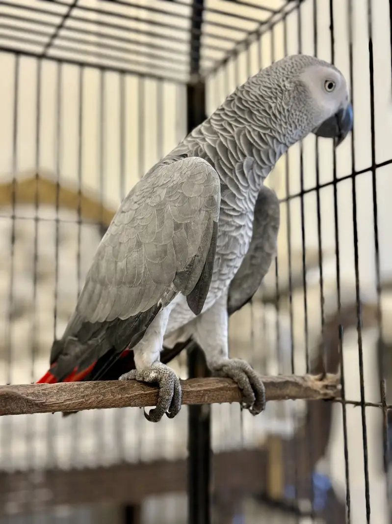 African Grey Full size female with DNA report, 7 years age MaShaAllah — photo 6