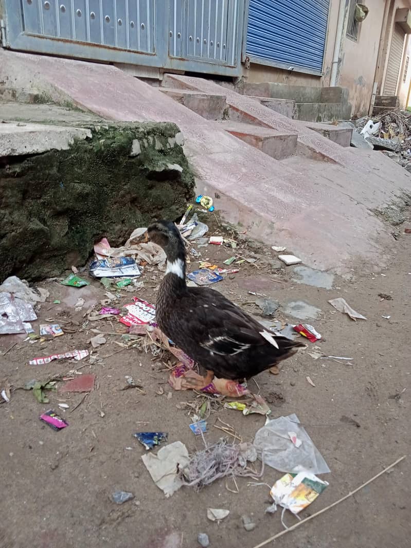duck1 0