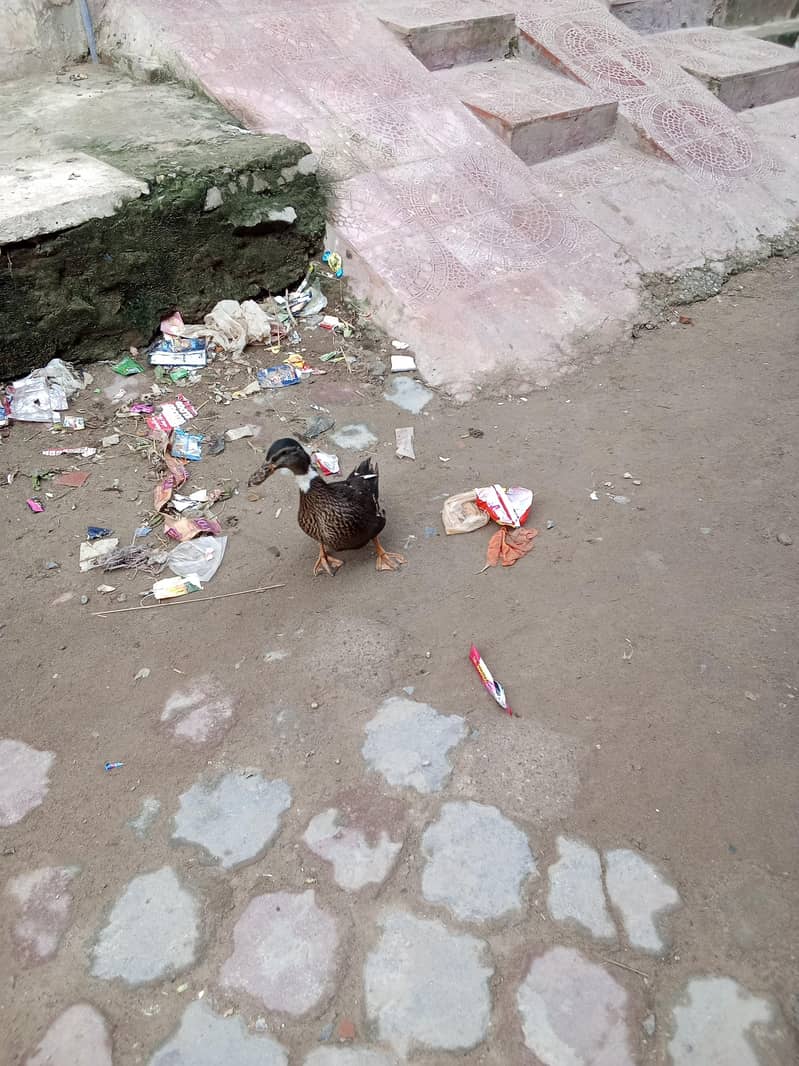 duck1 1