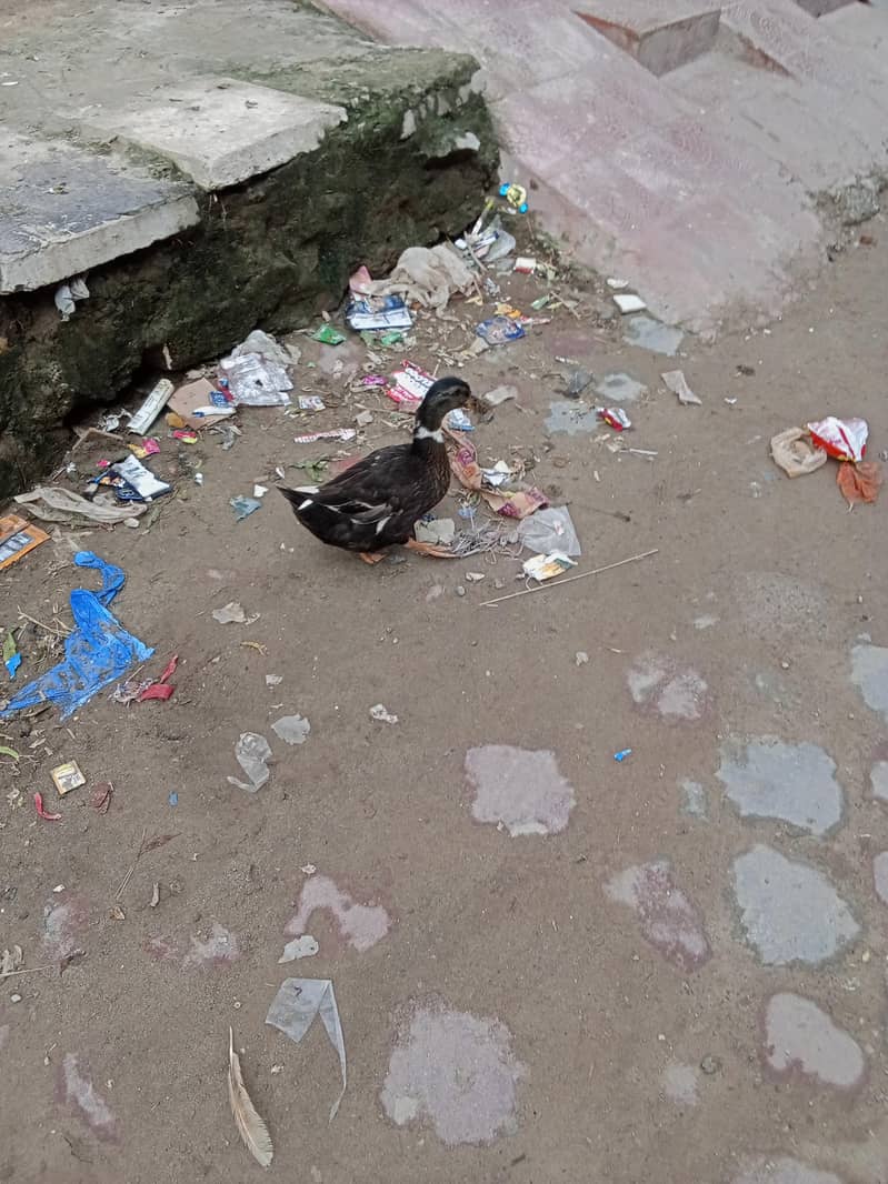 duck1 2