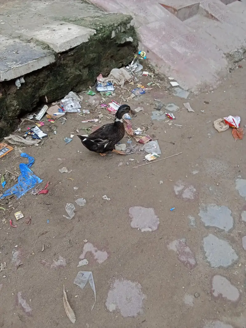 duck1 — photo 3
