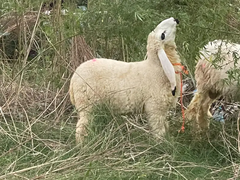 iایک نر اور ایک مادی ہیں — photo 2