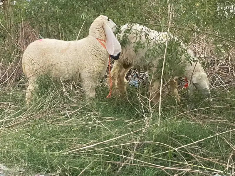 iایک نر اور ایک مادی ہیں — photo 3