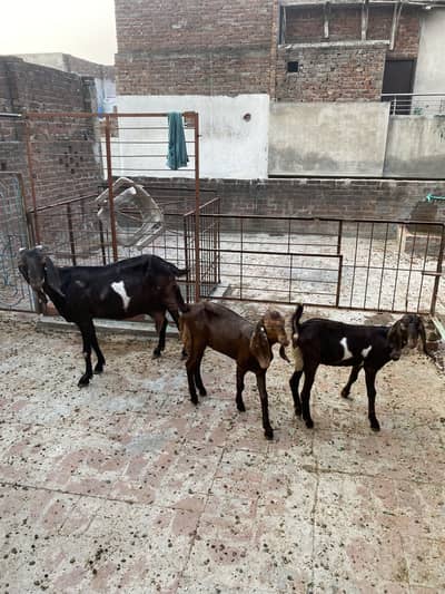 bakri +2 bachy