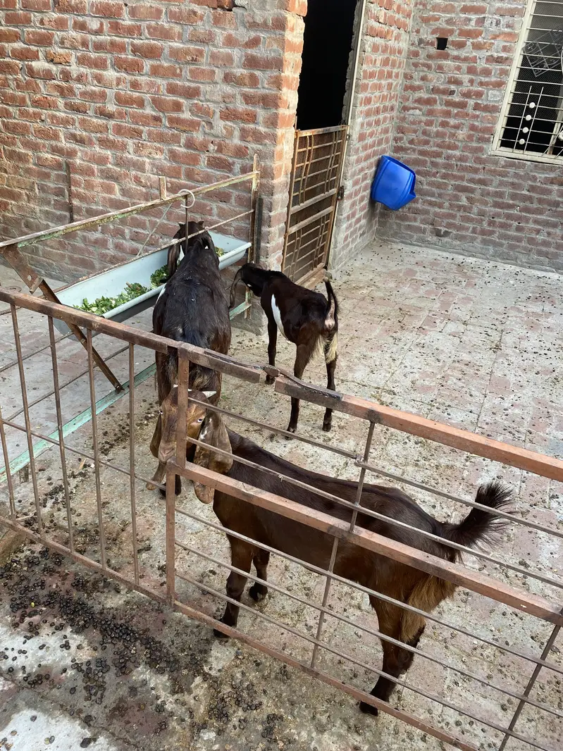 bakri +2 bachy — photo 2