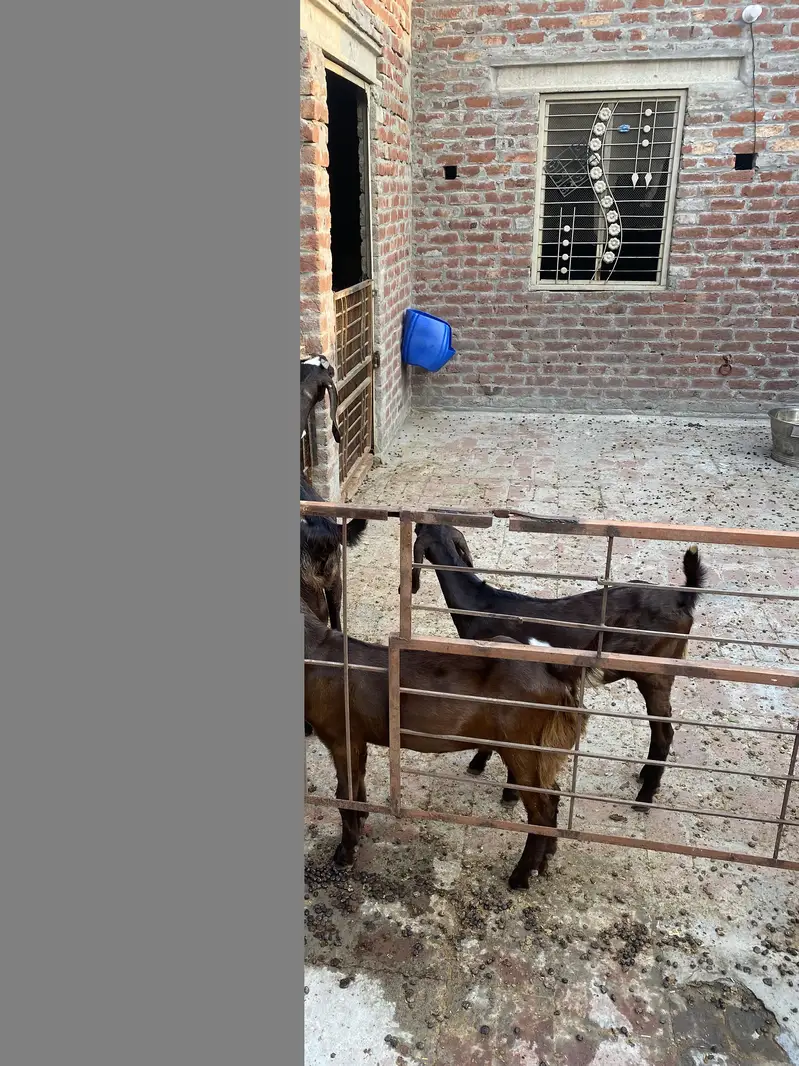 bakri +2 bachy — photo 3
