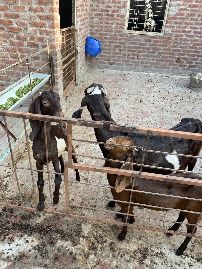 bakri +2 bachy — photo 4