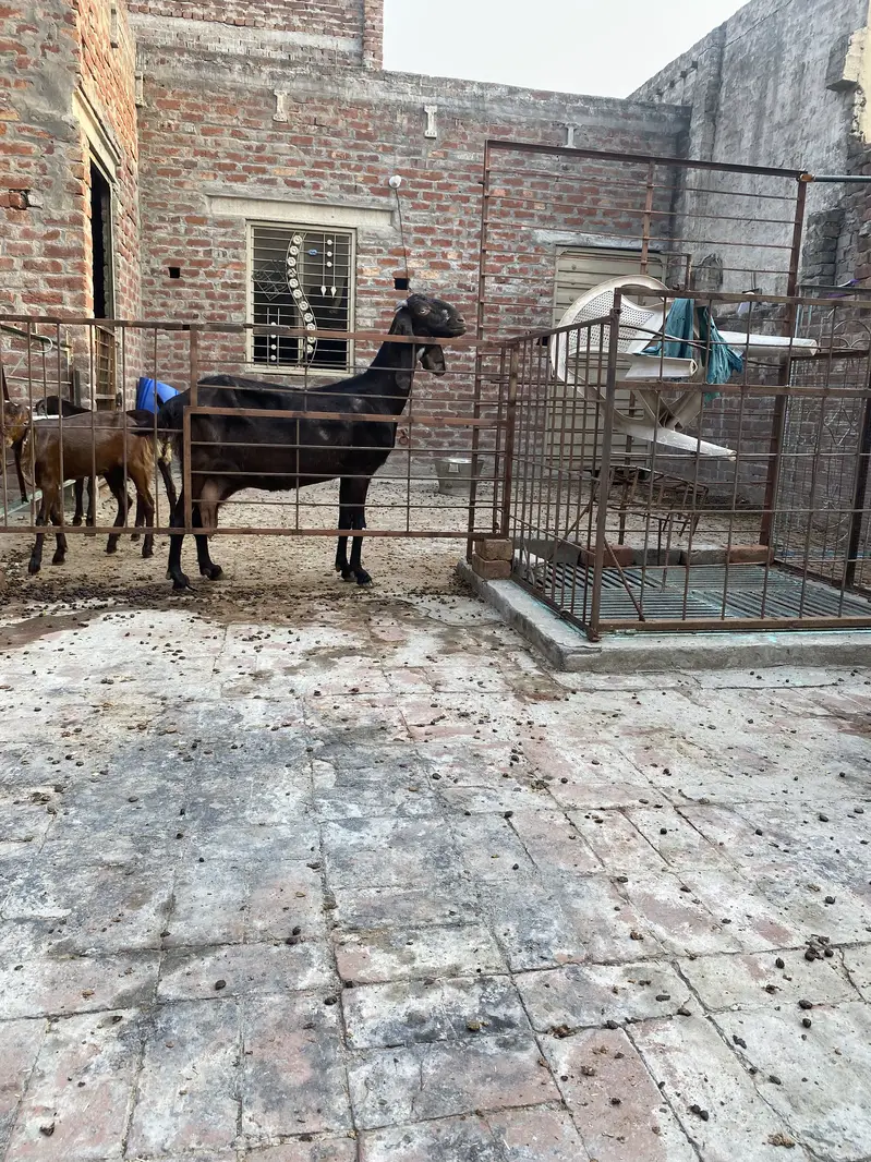 bakri +2 bachy — photo 5