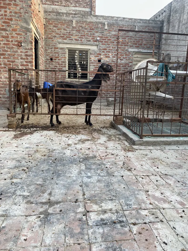 bakri +2 bachy — photo 6
