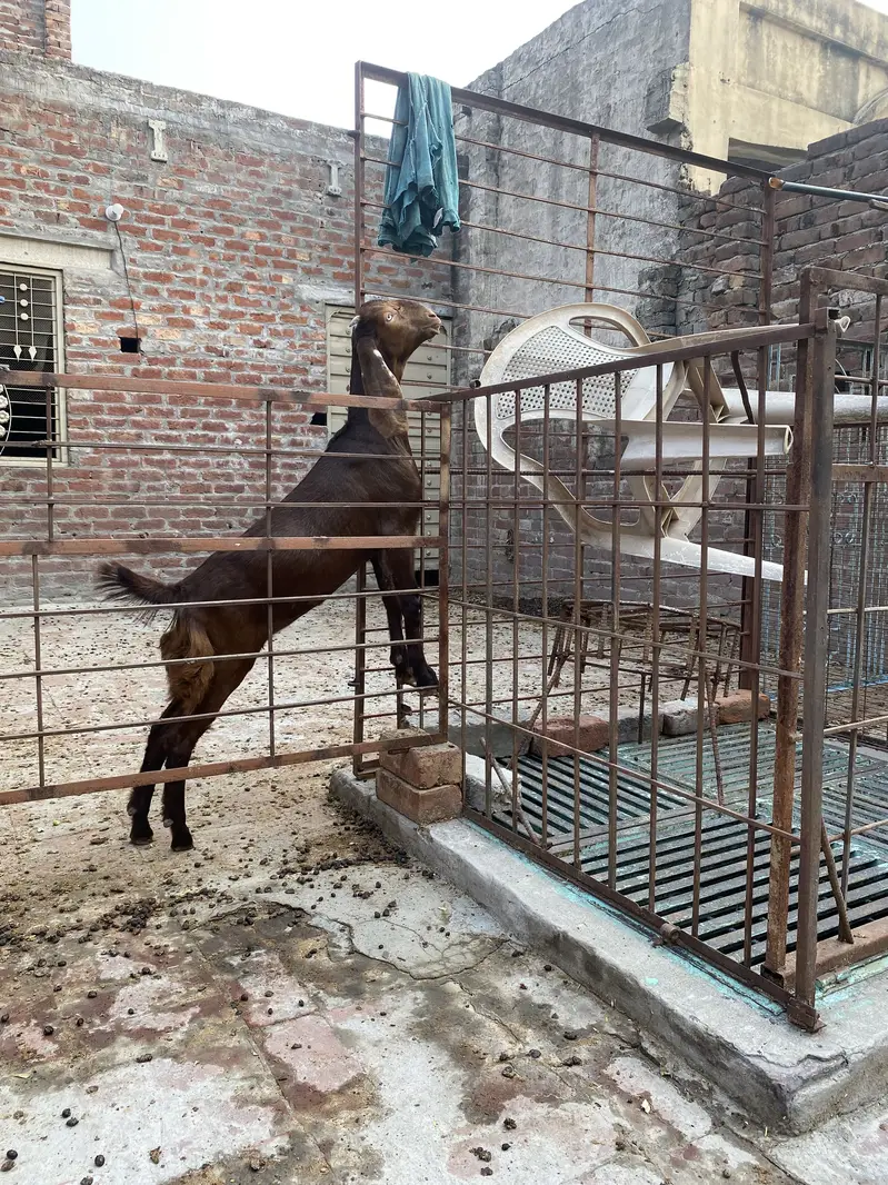 bakri +2 bachy — photo 7