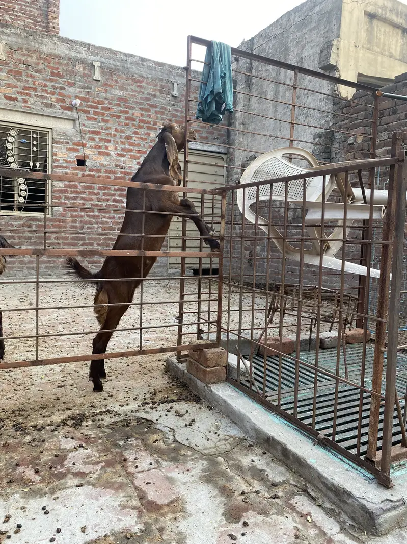 bakri +2 bachy — photo 8