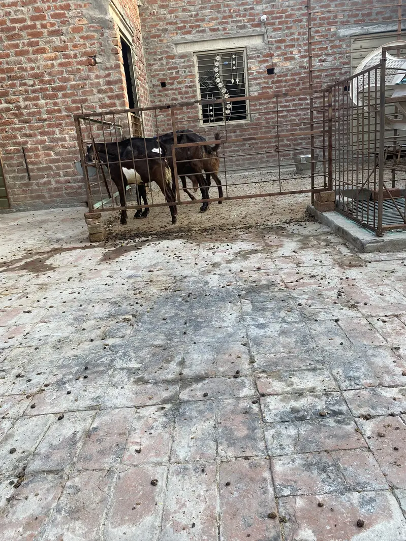bakri +2 bachy — photo 9
