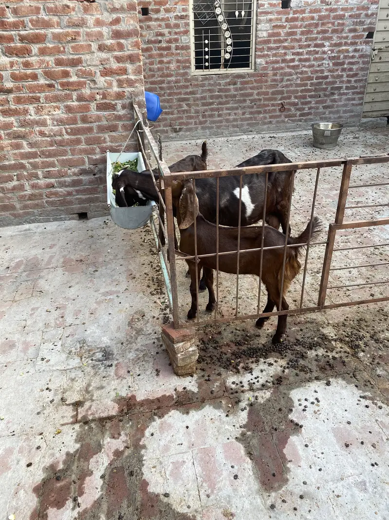 bakri +2 bachy — photo 10