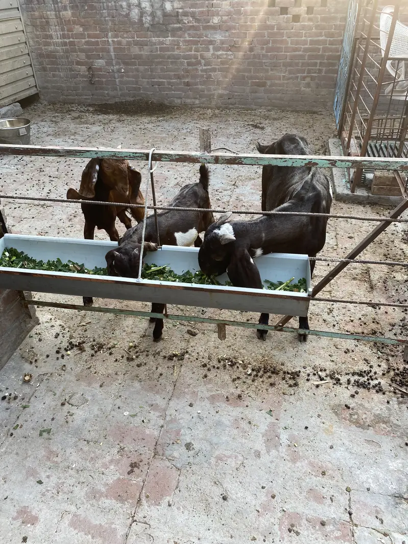 bakri +2 bachy — photo 11