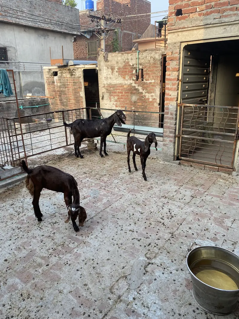 bakri +2 bachy — photo 12
