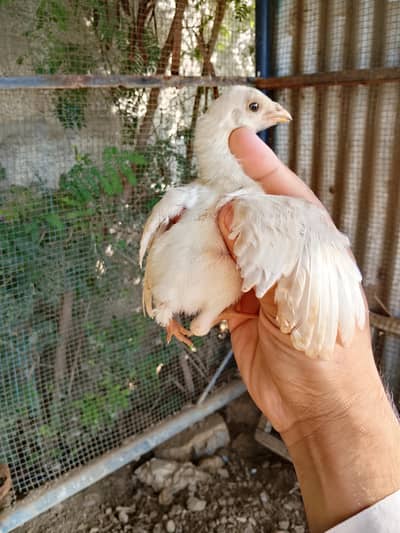 Heery Chicks