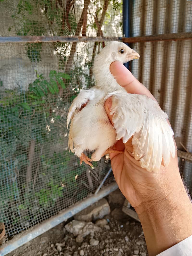 Heery Chicks 0