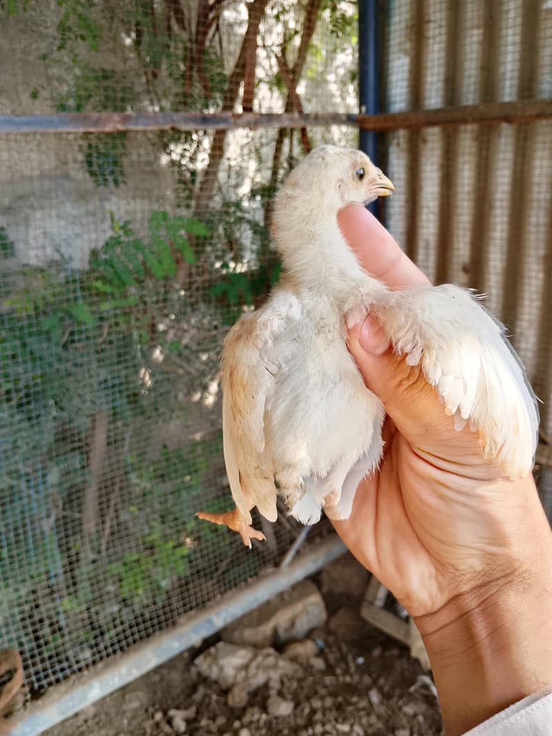 Heery Chicks 1