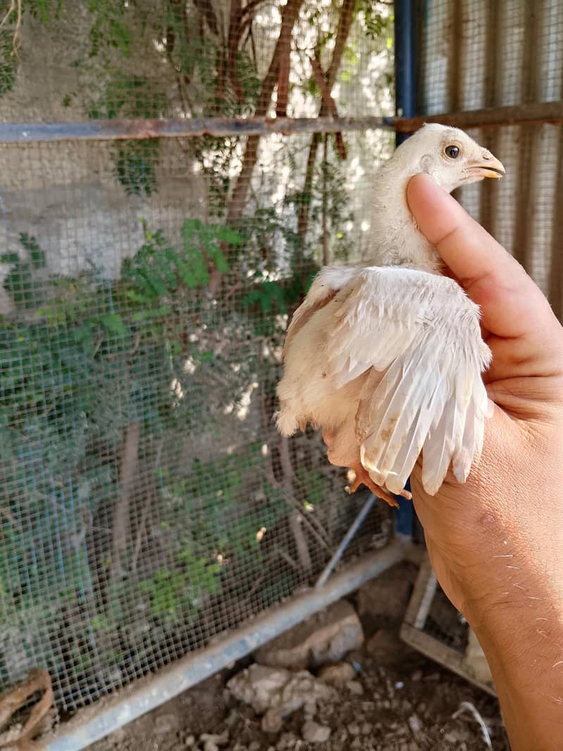 Heery Chicks 2