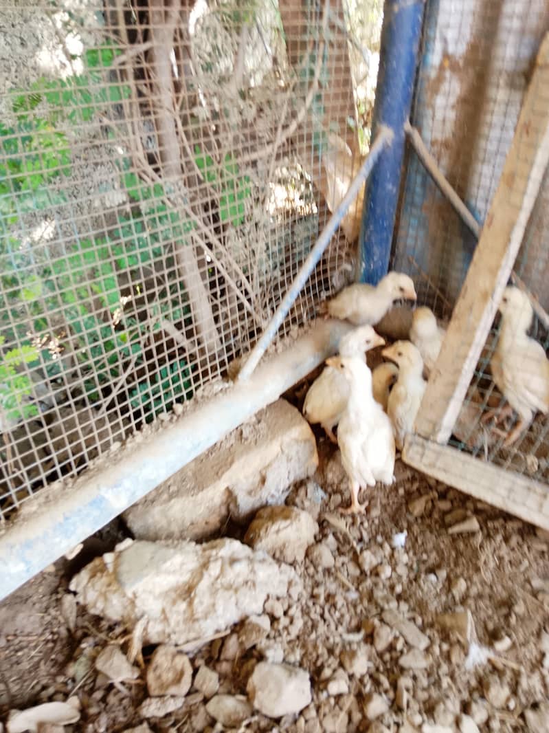 Heery Chicks 3