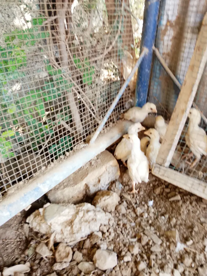 Heery Chicks — photo 4
